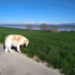 Swiss Borzoi House Vully-les-Lacs