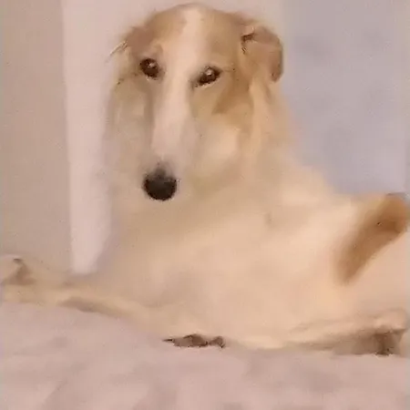 Swiss Borzoi House Bed and breakfast 4*