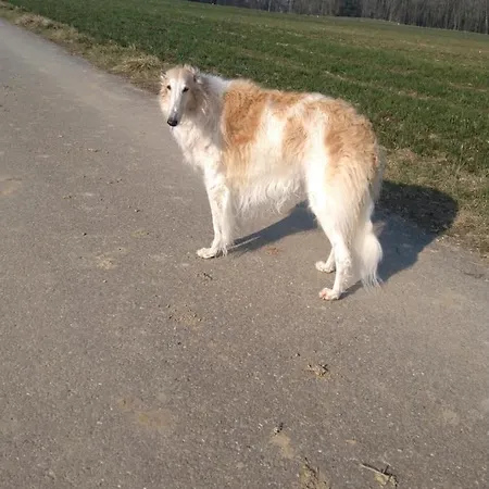 Alojamento de Acomodação e Pequeno-almoço Swiss Borzoi House