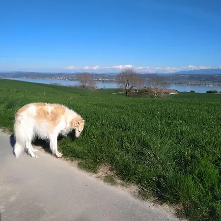 Swiss Borzoi House Vully-les-Lacs