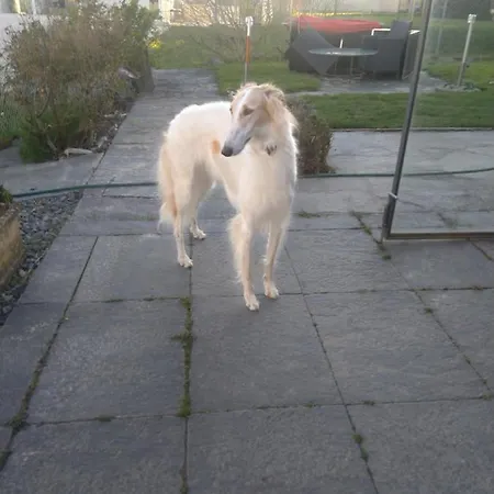 Swiss Borzoi House Vully-les-Lacs