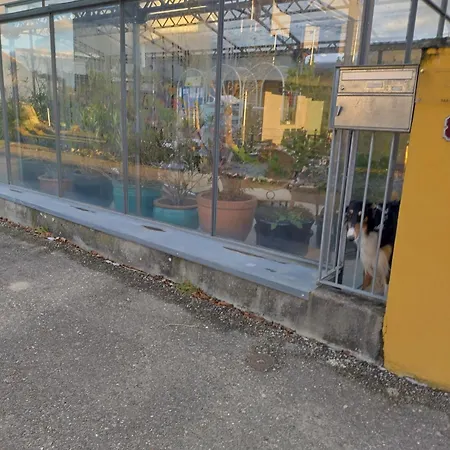 Swiss Borzoi House *