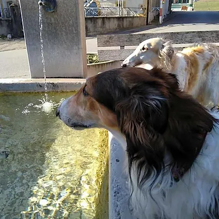 Swiss Borzoi House Отель типа 