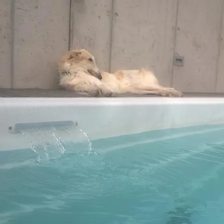 Bed and breakfast Swiss Borzoi House