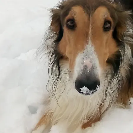 Swiss Borzoi House *