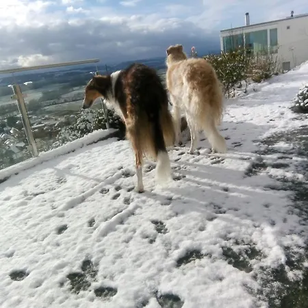 Swiss Borzoi House *
