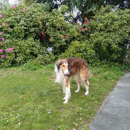 Bed & Breakfast Swiss Borzoi House *
