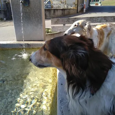 Alojamento de Acomodação e Pequeno-almoço Swiss Borzoi House 4*