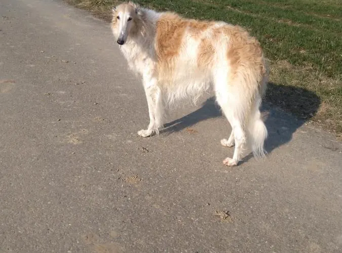 לינה וארוחת בוקר Swiss Borzoi House