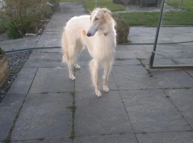 Swiss Borzoi House Vully-les-Lacs