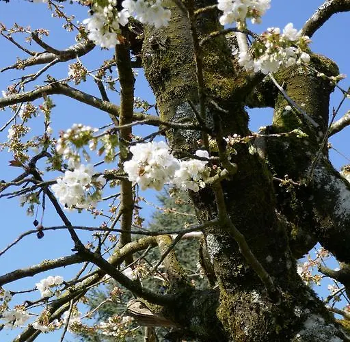 Bed & Breakfast Swiss Borzoi House Vully-les-Lacs