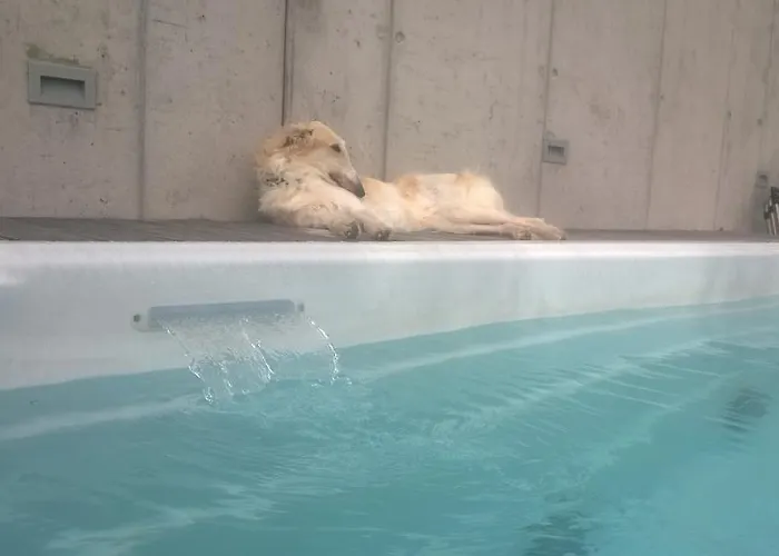 Bed & Breakfast Swiss Borzoi House