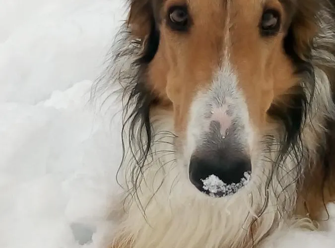 Swiss Borzoi House 4*