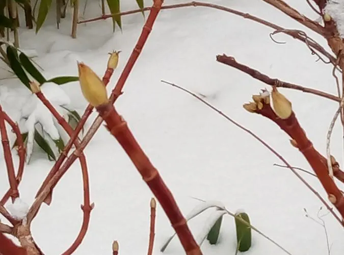 Swiss Borzoi House Bed & Breakfast