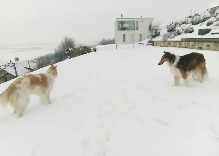 לינה וארוחת בוקר Swiss Borzoi House