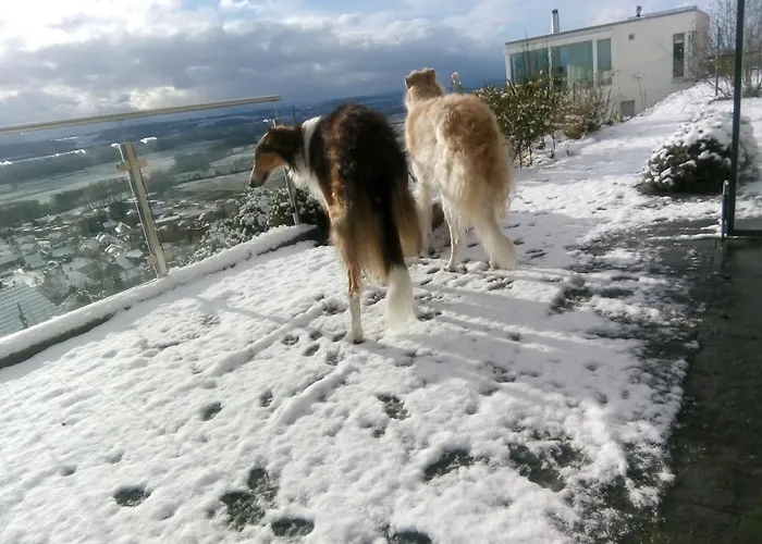 Swiss Borzoi House 4*