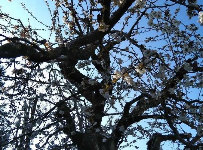 Swiss Borzoi House 4* Vully-les-Lacs