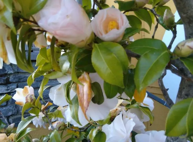 Bed & Breakfast Swiss Borzoi House 4*