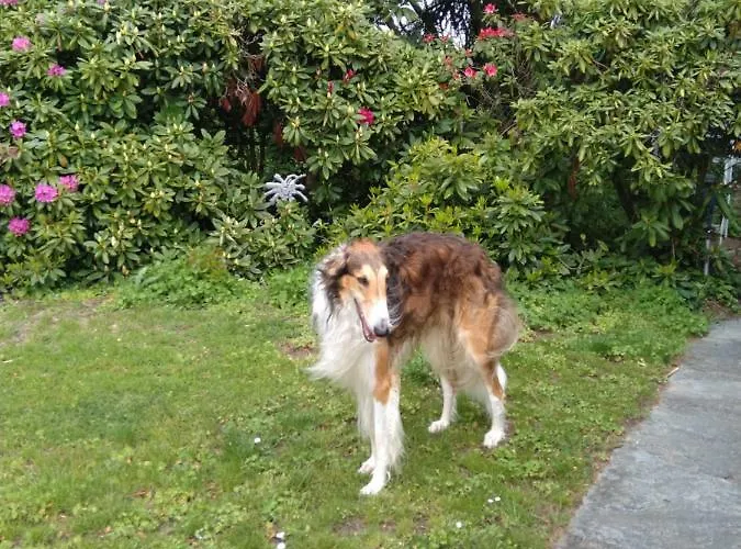 Bed & Breakfast Swiss Borzoi House 4*