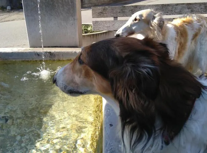 לינה וארוחת בוקר Swiss Borzoi House 4*