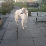 Swiss Borzoi House Vully-les-Lacs
