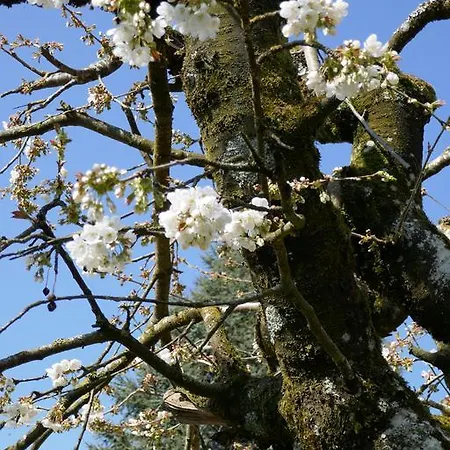 فندق مبيت وإفطار Swiss Borzoi House Vully-les-Lacs