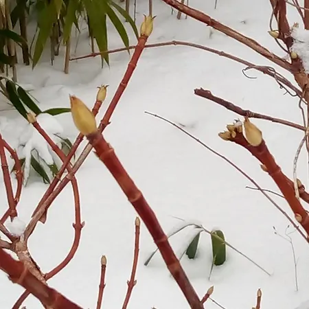 Swiss Borzoi House فندق مبيت وإفطار