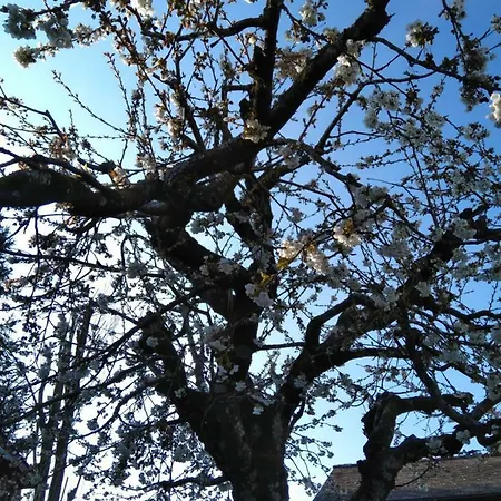 Swiss Borzoi House 4* Vully-les-Lacs