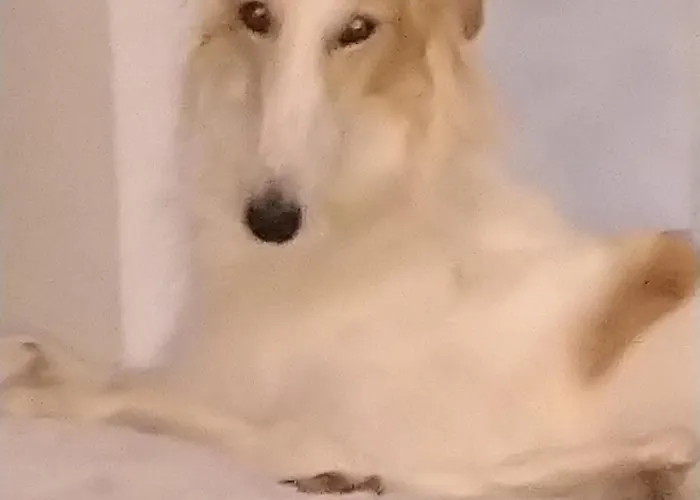 Swiss Borzoi House Frühstückspension 4*
