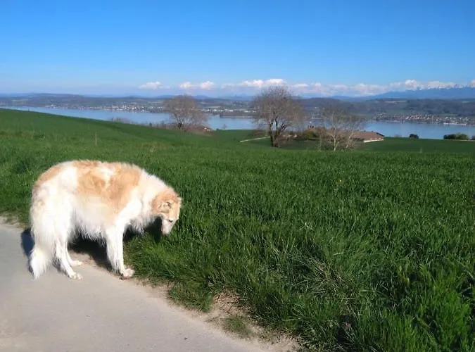 Swiss Borzoi House Vully-les-Lacs